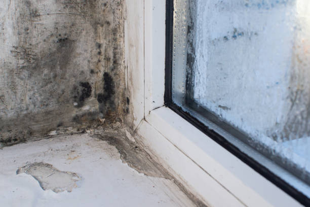Mold in the corner of the plastic windows. due to high humidity, the window sill and window slopes are destroyed.