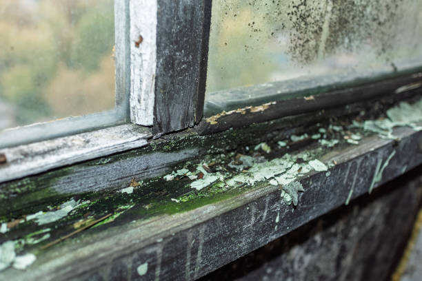 Old wooden window frame with mold, peeling paint and fungus. Fungus and dampness on a wet window.